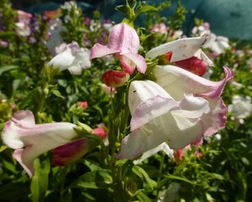 Dračík 'Phoenix Appleblossom'