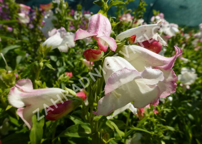 Dračík 'Phoenix Appleblossom' - Penstemon hartwegii 'Phoenix Appleblossom'