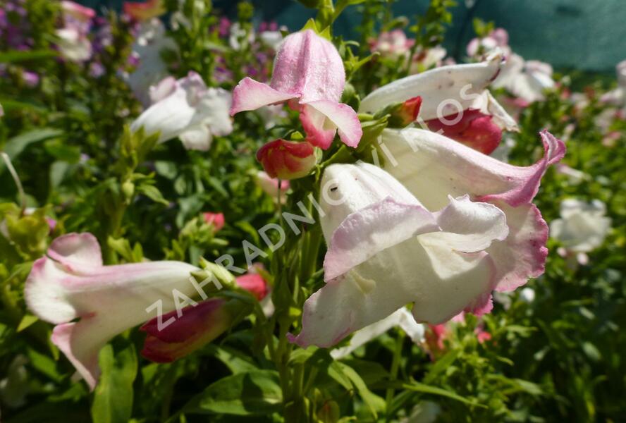 Dračík 'Phoenix Appleblossom' - Penstemon hartwegii 'Phoenix Appleblossom'