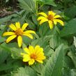 Janeba drsná 'Sonnenschild' - Heliopsis helianthoides var. scabra 'Sonnenschild'