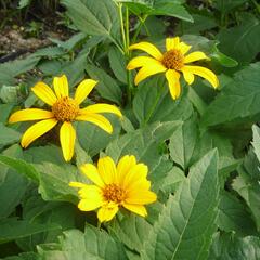 Janeba drsná 'Sonnenschild' - Heliopsis helianthoides var. scabra 'Sonnenschild'