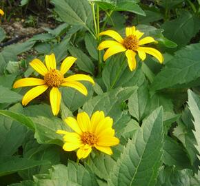 Janeba drsná 'Sonnenschild' - Heliopsis helianthoides var. scabra 'Sonnenschild'
