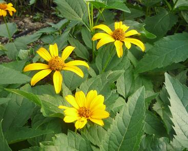 Janeba drsná 'Sonnenschild'