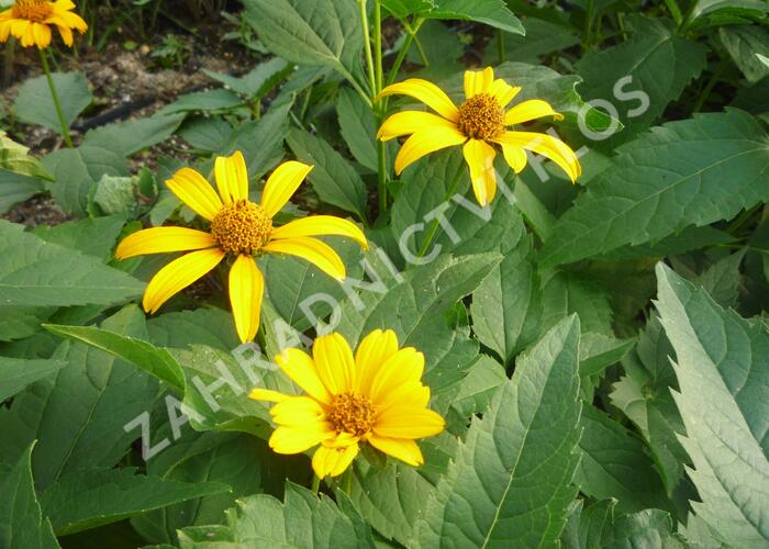 Janeba drsná 'Sonnenschild' - Heliopsis helianthoides var. scabra 'Sonnenschild'