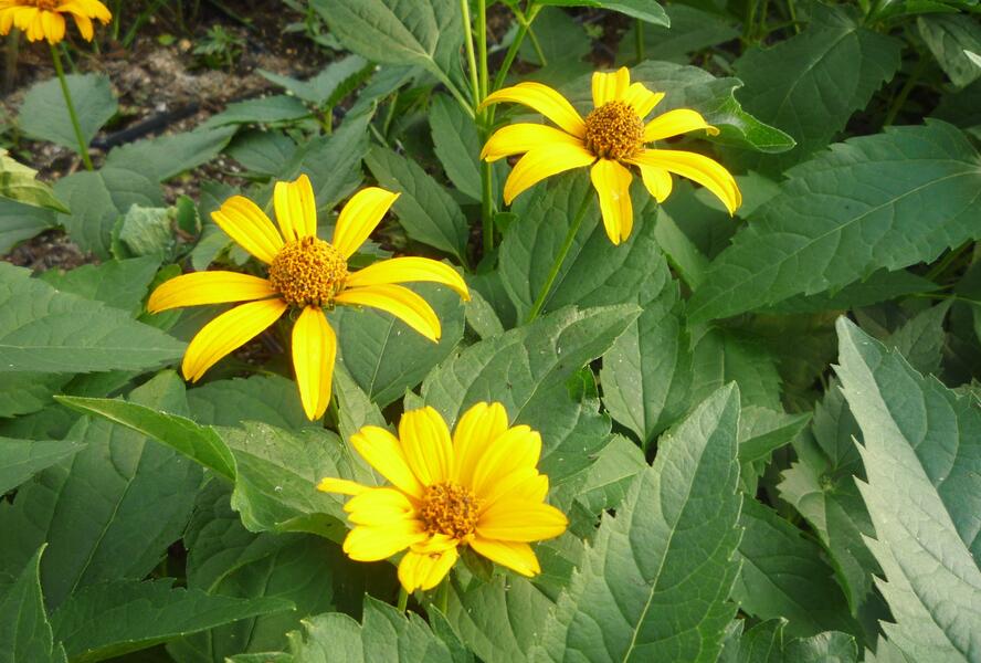 Janeba drsná 'Sonnenschild' - Heliopsis helianthoides var. scabra 'Sonnenschild'