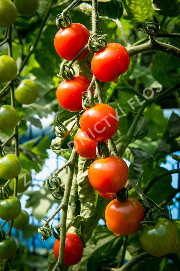 Rajče tyčkové cherry 'Supersweet 100' - Lycopersicon esculentum 'Supersweet 100'