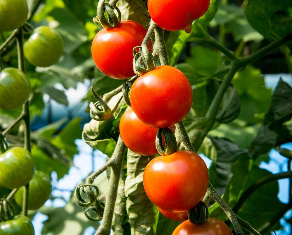 Rajče tyčkové cherry 'Supersweet 100' - Lycopersicon esculentum 'Supersweet 100'
