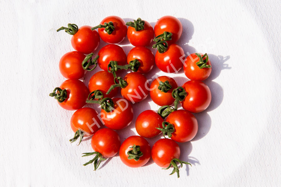 Rajče tyčkové cherry 'Supersweet 100' - Lycopersicon esculentum 'Supersweet 100'