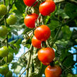 Rajče tyčkové cherry 'Supersweet 100' - Lycopersicon esculentum 'Supersweet 100'