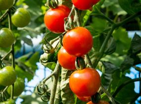 Rajče tyčkové cherry 'Supersweet 100' - Lycopersicon esculentum 'Supersweet 100'