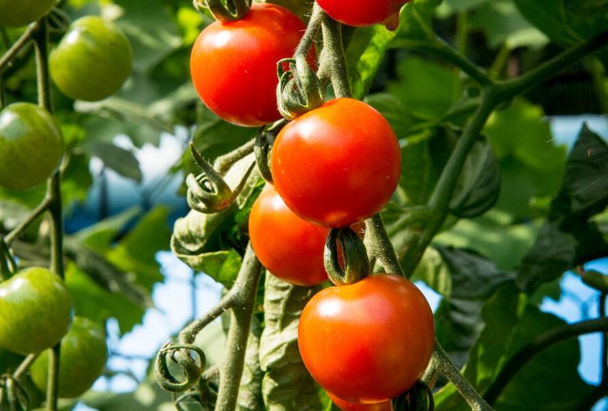 Rajče tyčkové cherry 'Supersweet 100' - Lycopersicon esculentum 'Supersweet 100'