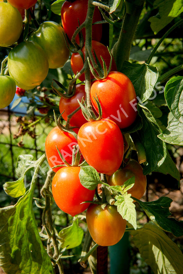 Rajče tyčkové datlové cherry 'Piccadilly' - Lycopersicon esculentum 'Piccadilly'