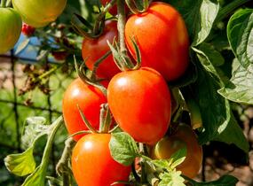 Rajče tyčkové datlové cherry 'Piccadilly' - Lycopersicon esculentum 'Piccadilly'