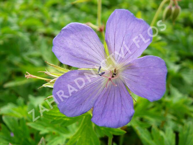 Kakost himalájský - Geranium himalayense