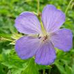 Kakost himalájský - Geranium himalayense