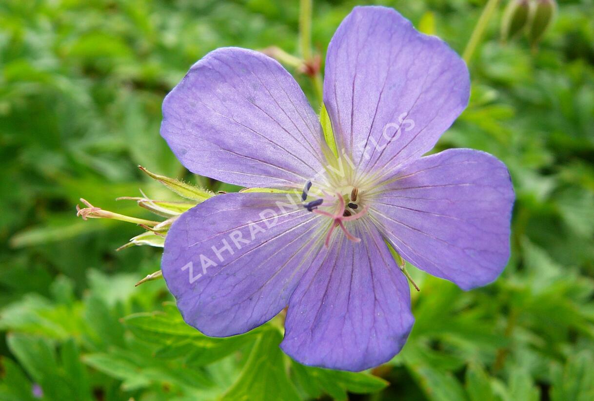 Kakost himalájský - Geranium himalayense
