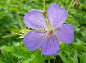 Kakost himalájský - Geranium himalayense