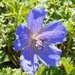 Kakost himalájský - Geranium himalayense