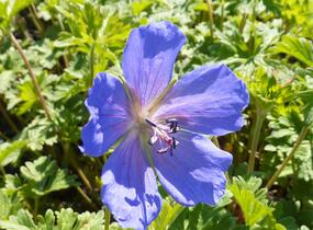 Kakost himalájský - Geranium himalayense