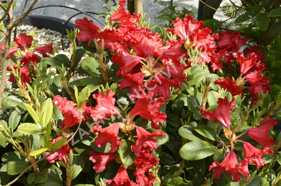 Pěnišník 'Bad Eilsen' - Rhododendron (R) 'Bad Eilsen'