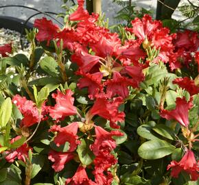 Pěnišník 'Bad Eilsen' - Rhododendron (R) 'Bad Eilsen'