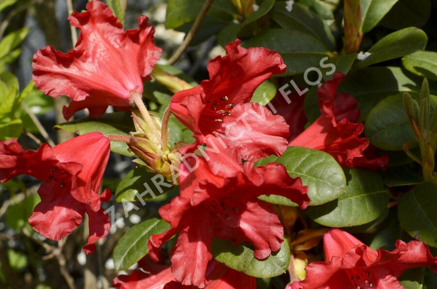 Pěnišník 'Bad Eilsen' - Rhododendron (R) 'Bad Eilsen'