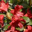 Pěnišník 'Bad Eilsen' - Rhododendron (R) 'Bad Eilsen'