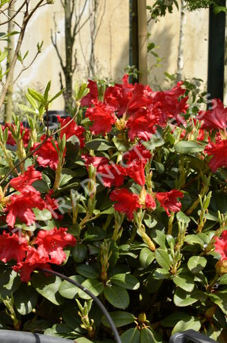 Pěnišník 'Bad Eilsen' - Rhododendron (R) 'Bad Eilsen'