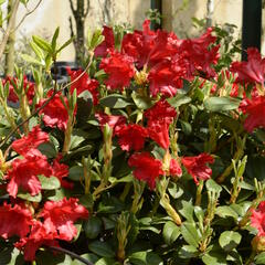 Pěnišník 'Bad Eilsen' - Rhododendron (R) 'Bad Eilsen'