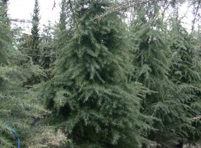 Cedr himalájský 'Aurea' - Cedrus deodara 'Aurea'