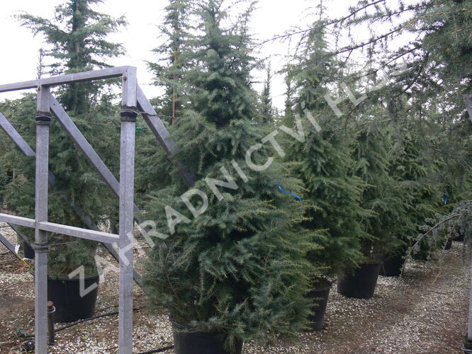 Cedr himalájský 'Aurea' - Cedrus deodara 'Aurea'
