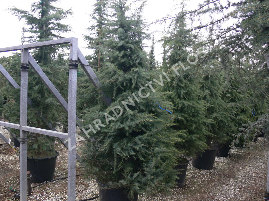 Cedr himalájský 'Aurea' - Cedrus deodara 'Aurea'