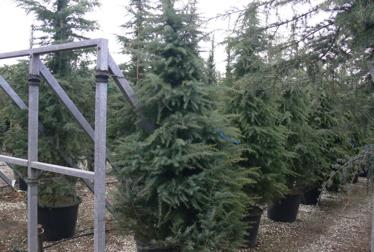 Cedr himalájský 'Aurea' - Cedrus deodara 'Aurea'