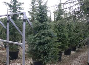 Cedr himalájský 'Aurea' - Cedrus deodara 'Aurea'