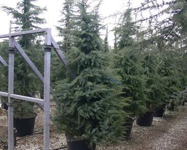 Cedr himalájský 'Aurea'