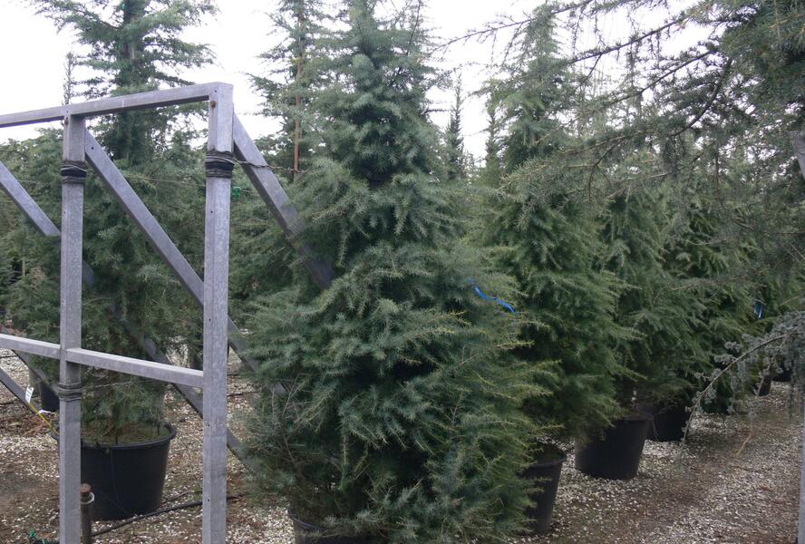 Cedr himalájský 'Aurea' - Cedrus deodara 'Aurea'