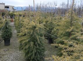 Cedr himalájský 'Aurea' - Cedrus deodara 'Aurea'