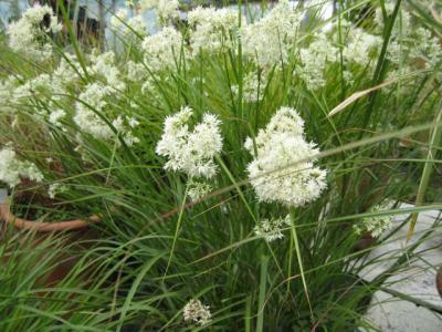 Bika sněžná - Luzula nivea