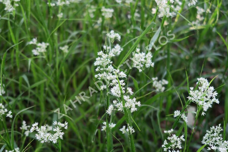 Bika sněžná - Luzula nivea
