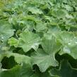 Kontryhel měkký - Alchemilla mollis