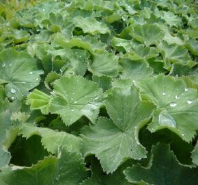 Kontryhel měkký - Alchemilla mollis