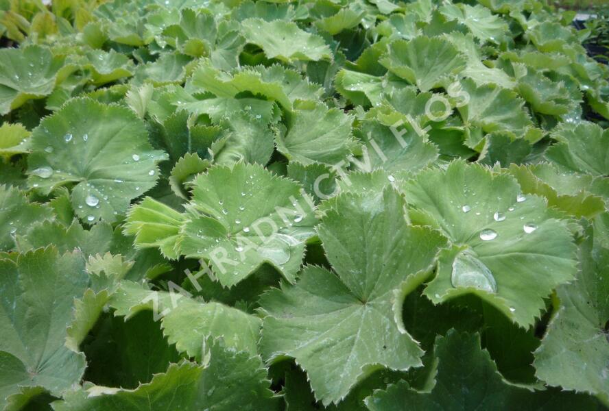 Kontryhel měkký - Alchemilla mollis
