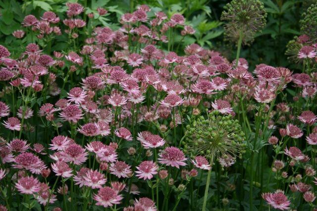 Jarmanka větší 'Pink Pride' - Astrantia major 'Pink Pride'