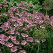 Jarmanka větší 'Pink Pride' - Astrantia major 'Pink Pride'