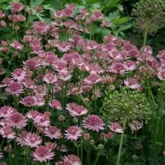 Jarmanka větší 'Pink Pride' - Astrantia major 'Pink Pride'