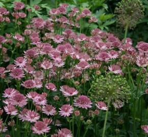 Jarmanka větší 'Pink Pride' - Astrantia major 'Pink Pride'