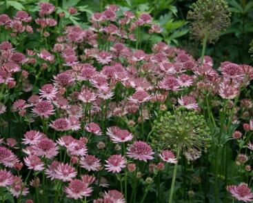 Jarmanka větší 'Pink Pride'