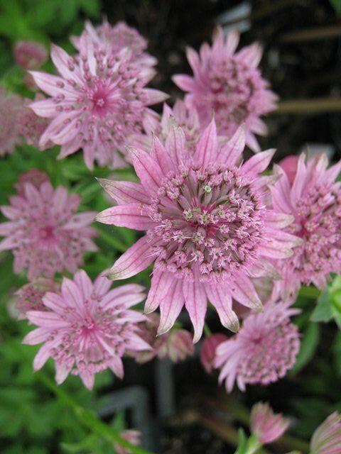 Jarmanka větší 'Pink Pride' - Astrantia major 'Pink Pride'