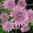 Jarmanka větší 'Pink Pride' - Astrantia major 'Pink Pride'