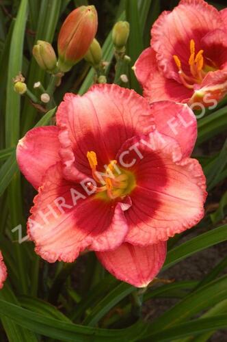 Denivka 'Baby Red Eyes' - Hemerocallis 'Baby Red Eyes'